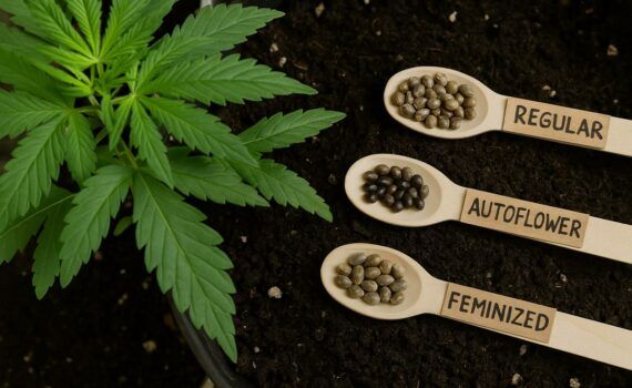 Czym roznia sie odmiany hybrydowe