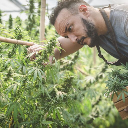 Farmers collecting cannabis In his commercial, cannabis sativa is grown industrially for the production of cannabis for derived products such as CBD oil.