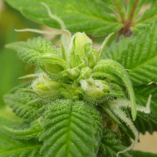 Jak kiełkować nasiona