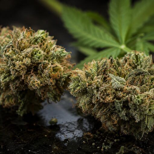 Najmocniejszy kannabinoid thc p
