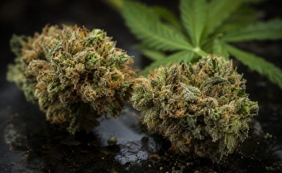 Najmocniejszy kannabinoid thc p