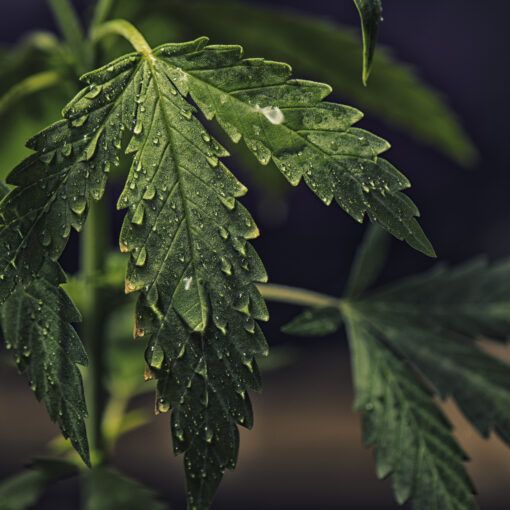 Cannabis leaf with water droplets