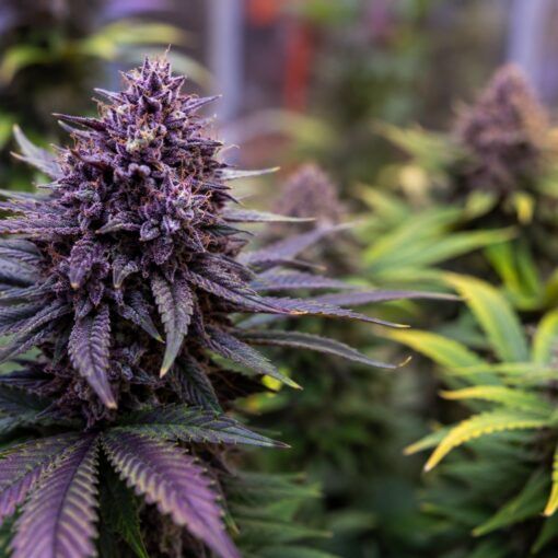 Odmiany marihuany o fioletowych kwiatach