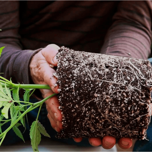 Pierwsza uprawa marihuany