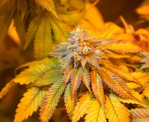 Suszenie marihuany 7.jpg