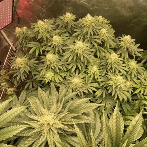 System odwroconej osmozy