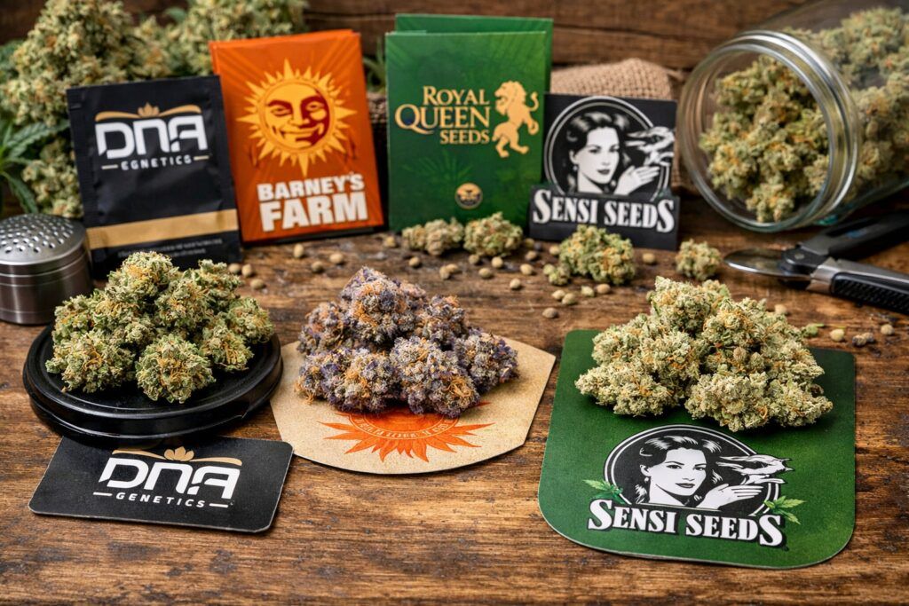 Topowe odmiany marihuany