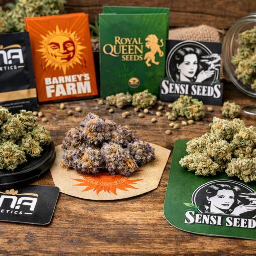 Topowe odmiany marihuany