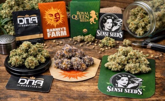 Topowe odmiany marihuany